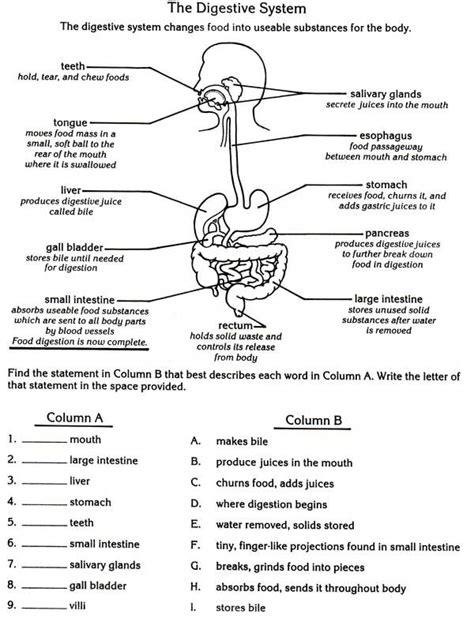 Human Digestive System Worksheets