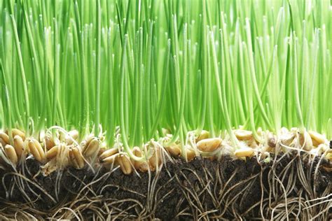 Grass Seed Germination Rates For Planting