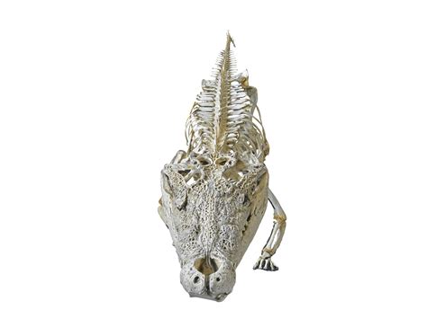 3D Alligator Skeleton Hd Model TurboSquid 1570942