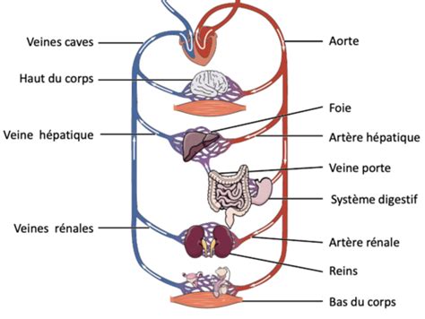 Physiologie Cardiaque Flashcards Quizlet