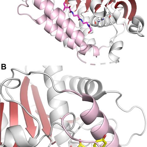 Structures Of Nrps Thioesterase Domains A The Structure Of The Entf Download Scientific