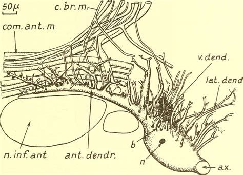 2 Cephalopoda anatomy, Anatomy Images: PICRYL - Public Domain Media ...