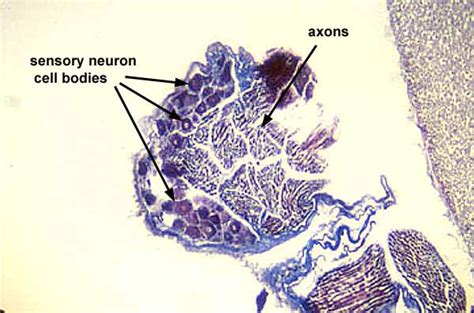 Histology at SIU