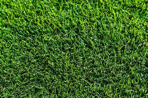 Tiftuf Hybrid Bermuda The Smart Choice For Australian Lawns Greenway Turf