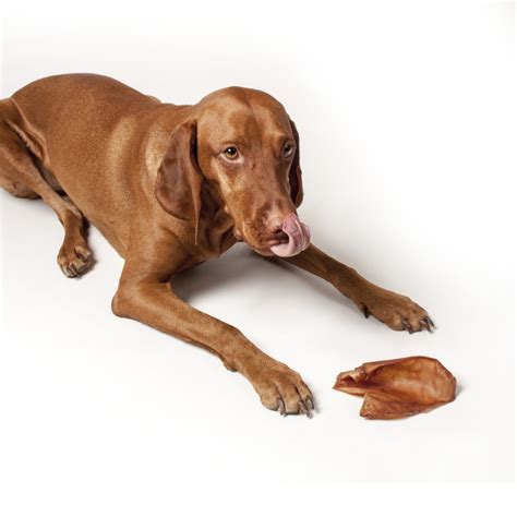 Are Pig Ear Chews Safe For Dogs