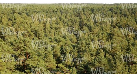 Cut Out Forest Background Seen From Above Vishopper