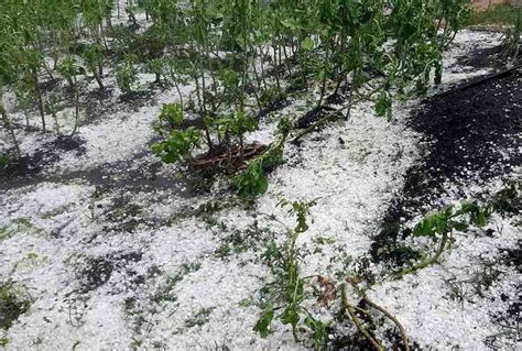 Chuvas De Granizo Prejudicam 13 Mil Hectares Em Minas Gerais Estado