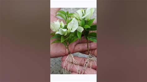 Easy Method To Grow Bougainvillea Plant From Cuttings Shorts Youtube