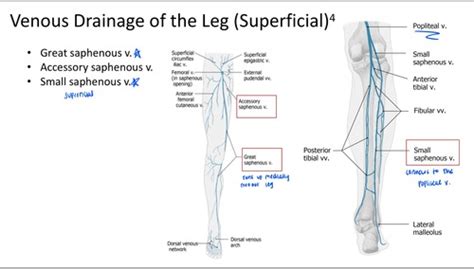 Vasculature Of The Lower Limb Flashcards Quizlet