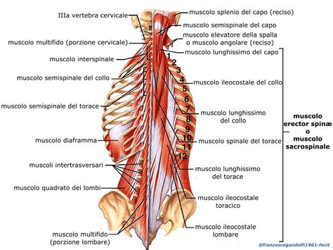 Doccia Vertebrale Kinesiopatia