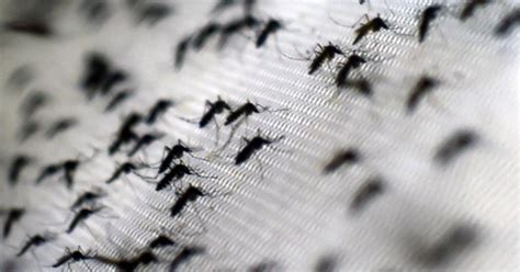 Mosquito Infestation: What Is The Situation In Your Area? - Health ...