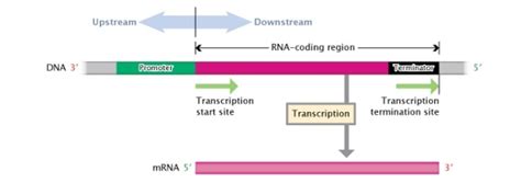 DNA To MRNA Translation