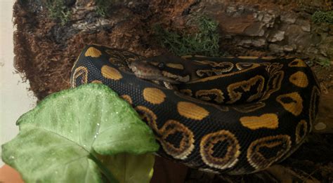 Baby Ball Python Stock 24 By Wolfhavenwoods On Deviantart