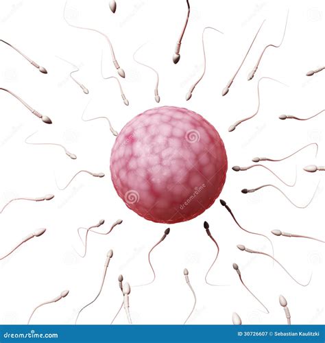 Egg Cell And Sperm Stock Illustration Illustration Of Semen 30726607