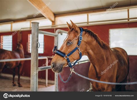 Brown Horse Stock Photo By ©alexgukbo 191816156