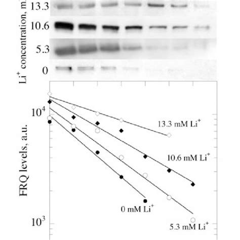 Proteasome Activities A 20s Proteasome Activity Measured With Download Scientific Diagram