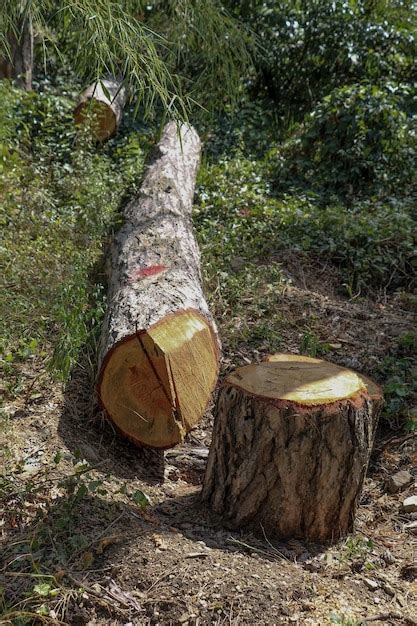 Troncos de árboles recién cortados en el jardín Foto Premium