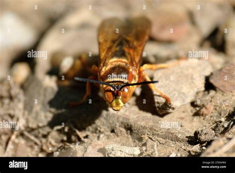 Close Up Frontal View Of A Cicada Killer Wasp On A Late July Summer Day