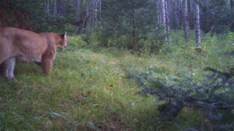 Dnr Releases Cougar Count With Confirmed Sightings In Michigan