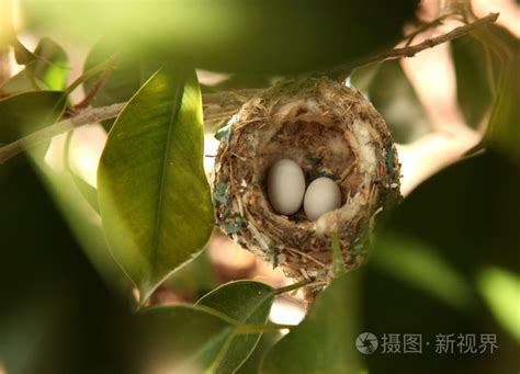 蜂鸟的蛋有多大图片蜂鸟蛋的图片大全 伤感说说吧