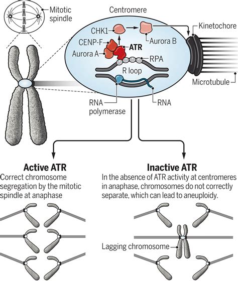 A New Mitotic Activity Comes Into Focus Science