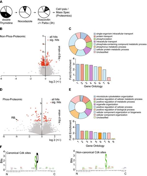 Proteomic And Phosphor Proteomic Signature Of Early G1 Cells Treated Download Scientific