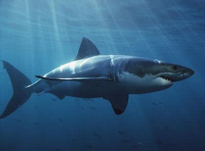 Mako Shark Facts | Shortfin Mako Shark Facts