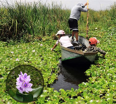 Especies Exóticas Invasoras Biodiversidad Mexicana