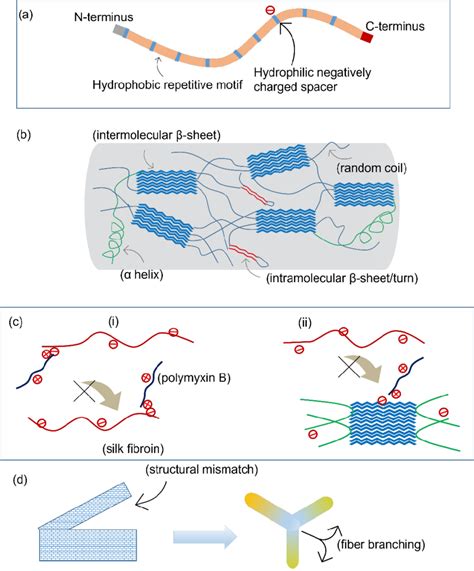 Illustration Of A The Repetitive Structure Of Silk Fibroin B The