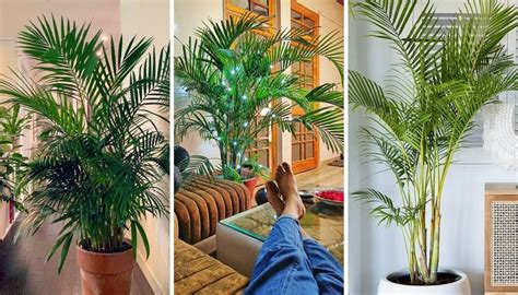 Areca Palm Care Guide: Effortless Tips For A Healthy Plant! » Simplify ...