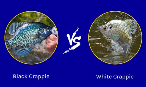 White Crappie Vs Black Crappie 5 Key Differences A Z Animals