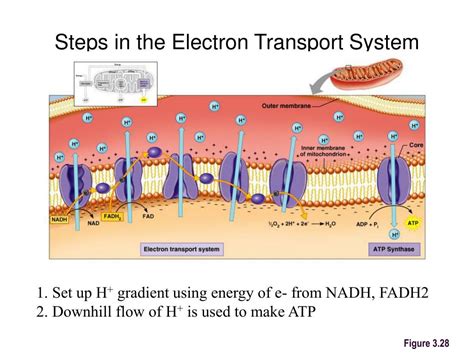 Ppt Cellular Respiration Fermentation Metabolism Bmr Powerpoint