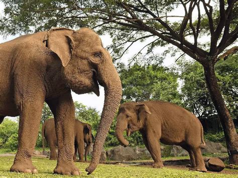 Full Package At Taman Safari Bali With Elephant Riding