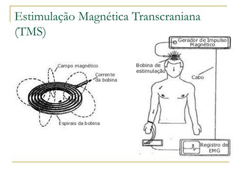 Ppt Outros Efeitos Dos Campos Magn Ticos Nos Seres Vivos Dr Daniel