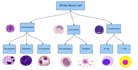 White Blood Cells