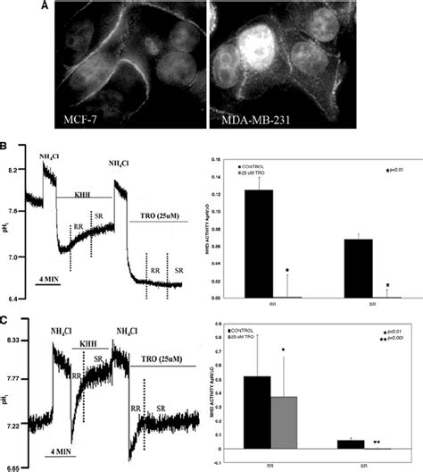 Nhe Expression And Activity A Expression Of Nhe In Mcf And