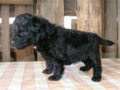 Puli Dog Info, History, Temperament, Training, Puppy, Pictures