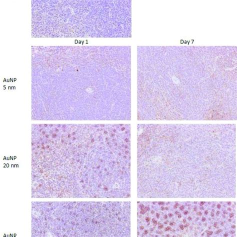 Immunostaining Of IL 1b In Spleen Of Mice Treated With AuNPs Original