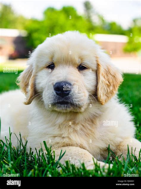 Field Golden Retriever Puppies Colorado : Wagzu Retrievers Field Bred ...