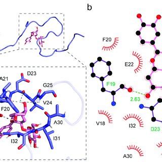 The interaction between Cy 3G and the Aβ fibril a The two binding