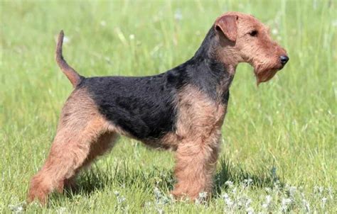 Airedale Terrier Size Comparison Anything Terrier