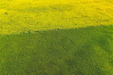 Cultivo De Maíz Y Girasol Provincia De Buenos Aires Argentina Foto Premium