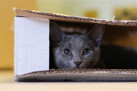 Nous Savons Enfin Pourquoi Les Chats Aiment Les Boites En Carton Plus