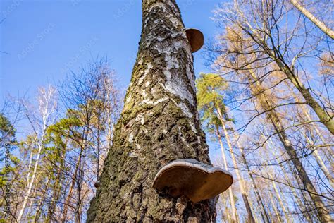 Huba Pospolita Pojedyncze Okazy Na Pniu Drzewa Stock Photo Adobe Stock