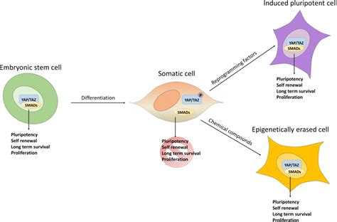 Mechanosensing Cues And Cell Plasticity Yap Taz Respond To