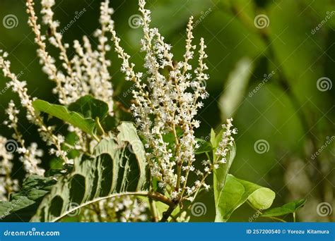 Fallopia Japonica Japanese Knotweed Flowers Stock Photo Image Of