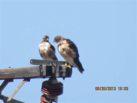 Red Tailed Hawks Ballona Wetlands Pekabo Flickr