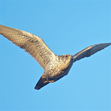 Gyrfalcon in Flight | BirdNote