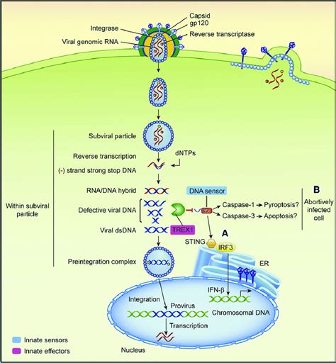 Innate Recognition Of Hiv 1 In Cd4 T Cells Cd4 T Cells Are Either