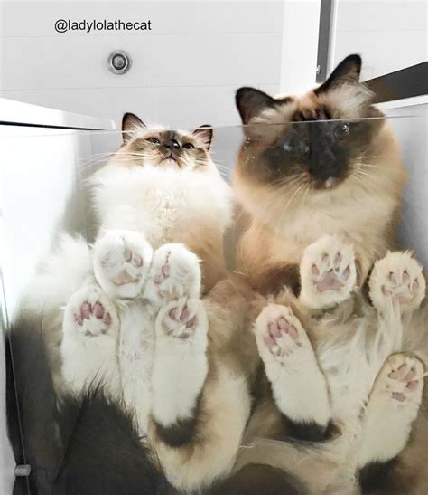 Очаровательные коты на стеклянных столах, в которых невозможно не ...